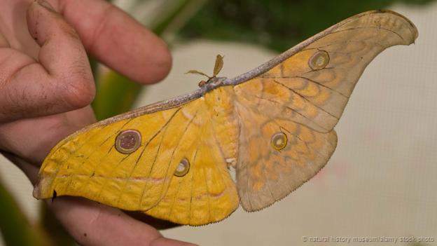 Antheraea frithi (bilateral gynandomorph, live) (Internet Image property of respective owner, non-commercial use only)